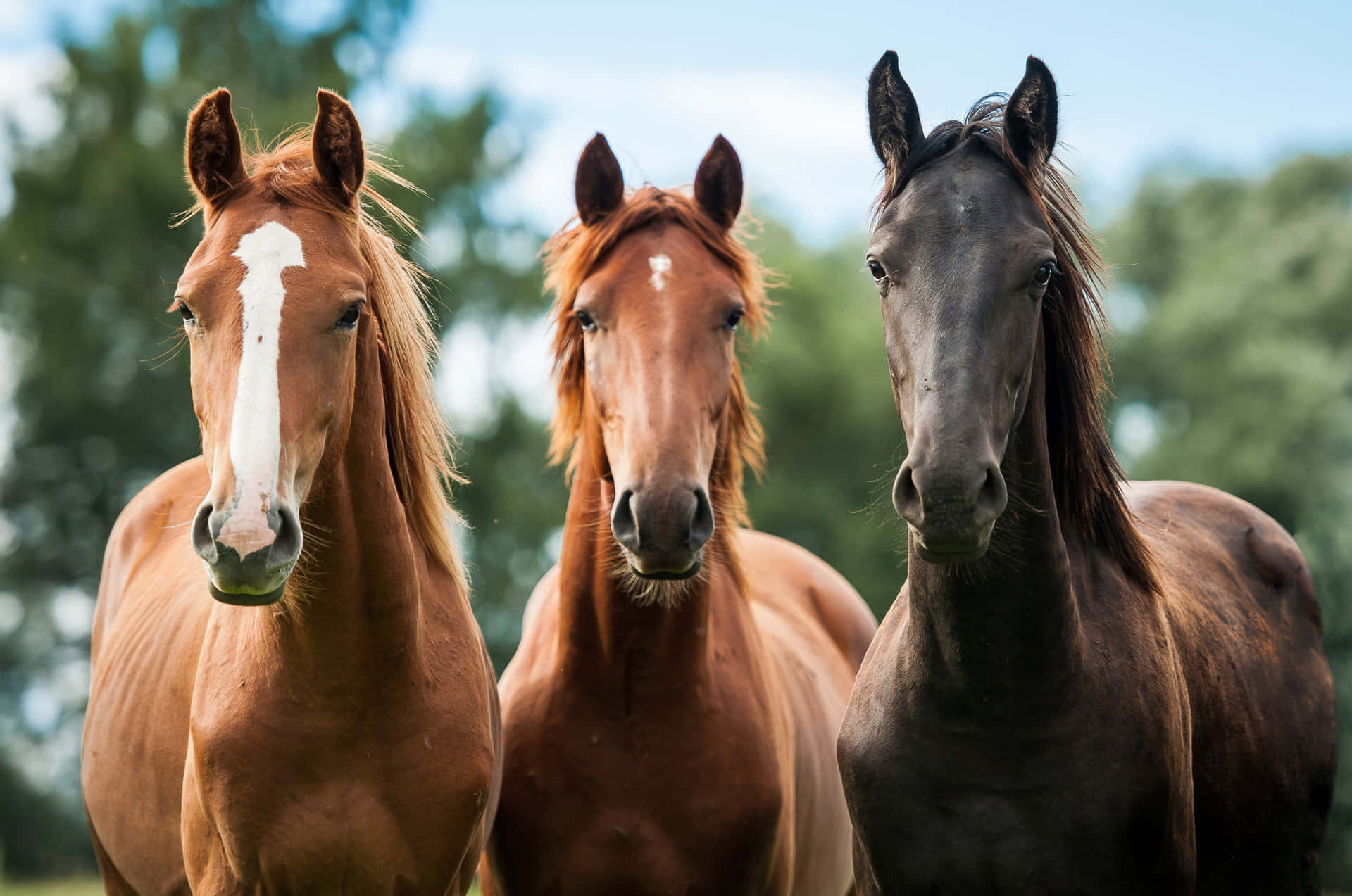 Three Horses Portrait Outdoors Background