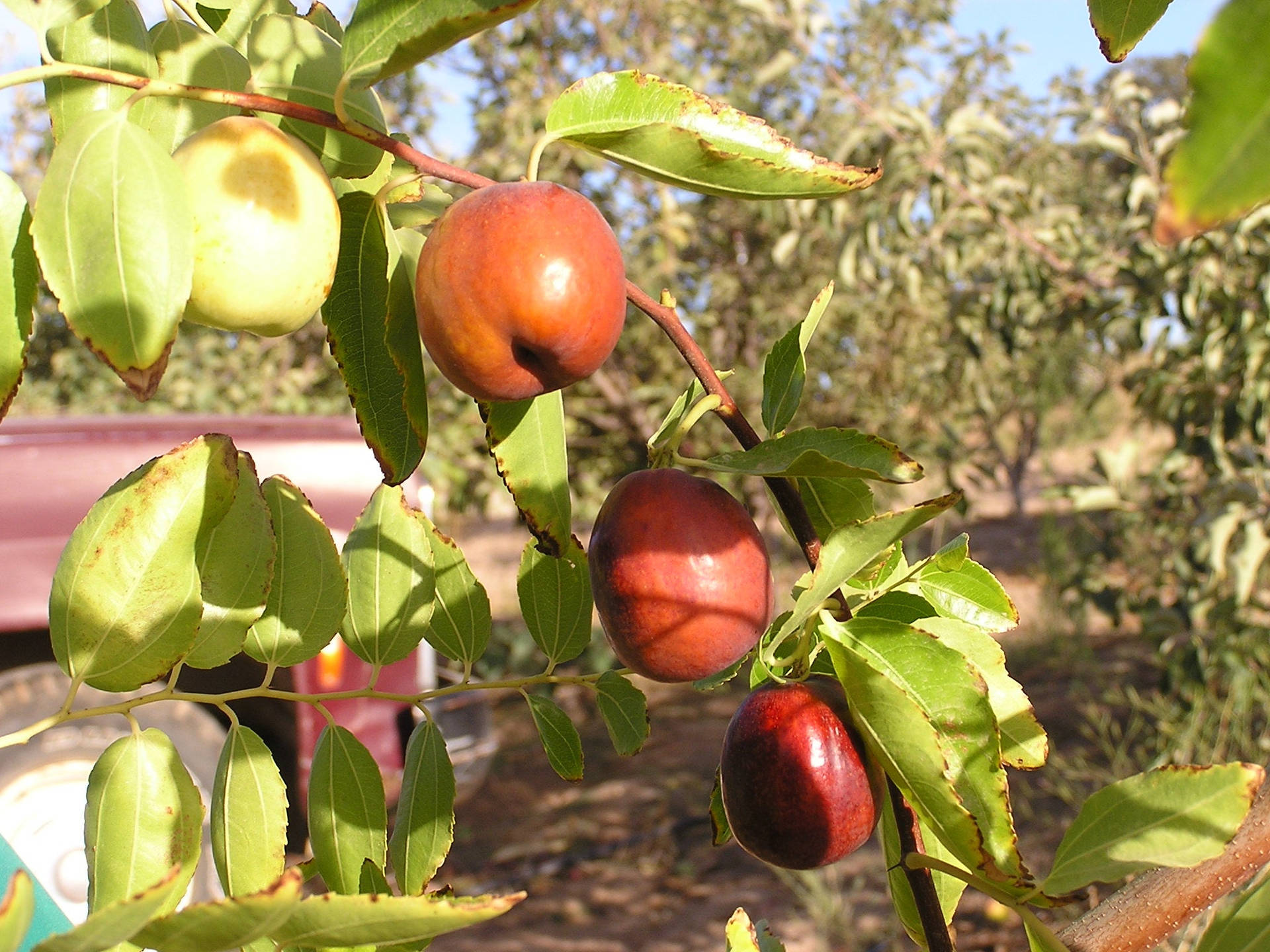 Three Jujube Fruits On Branch