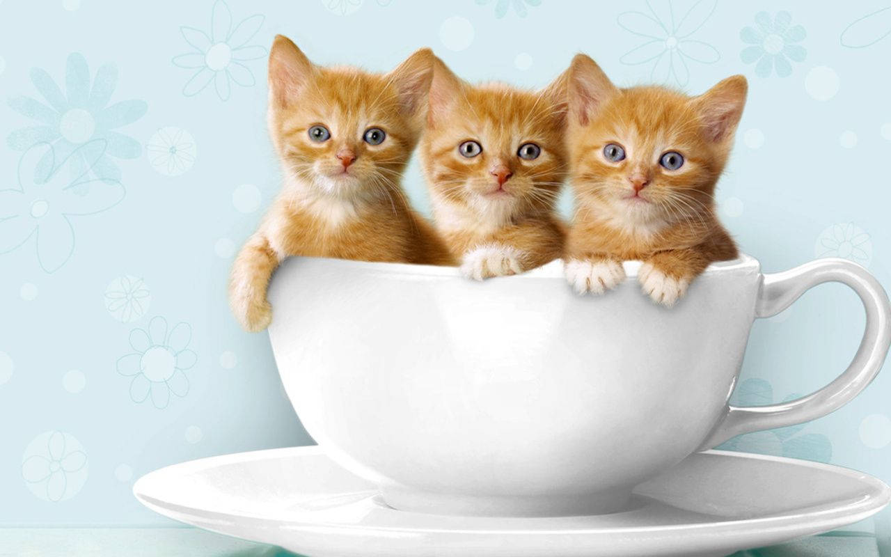 Three Kittens In A Mug