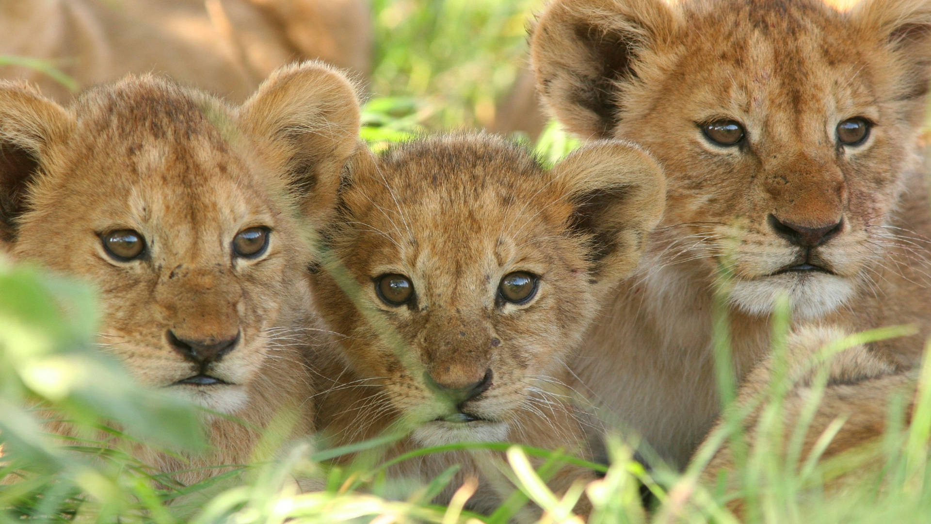 Three Lion Cubs Background