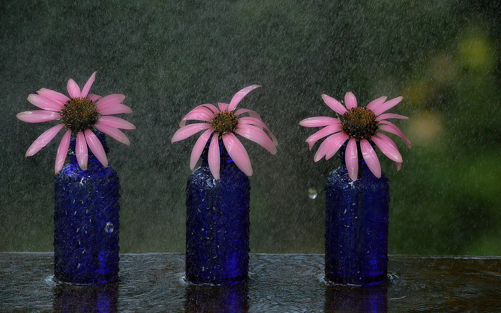 Three Little Daisies & A Rain Background