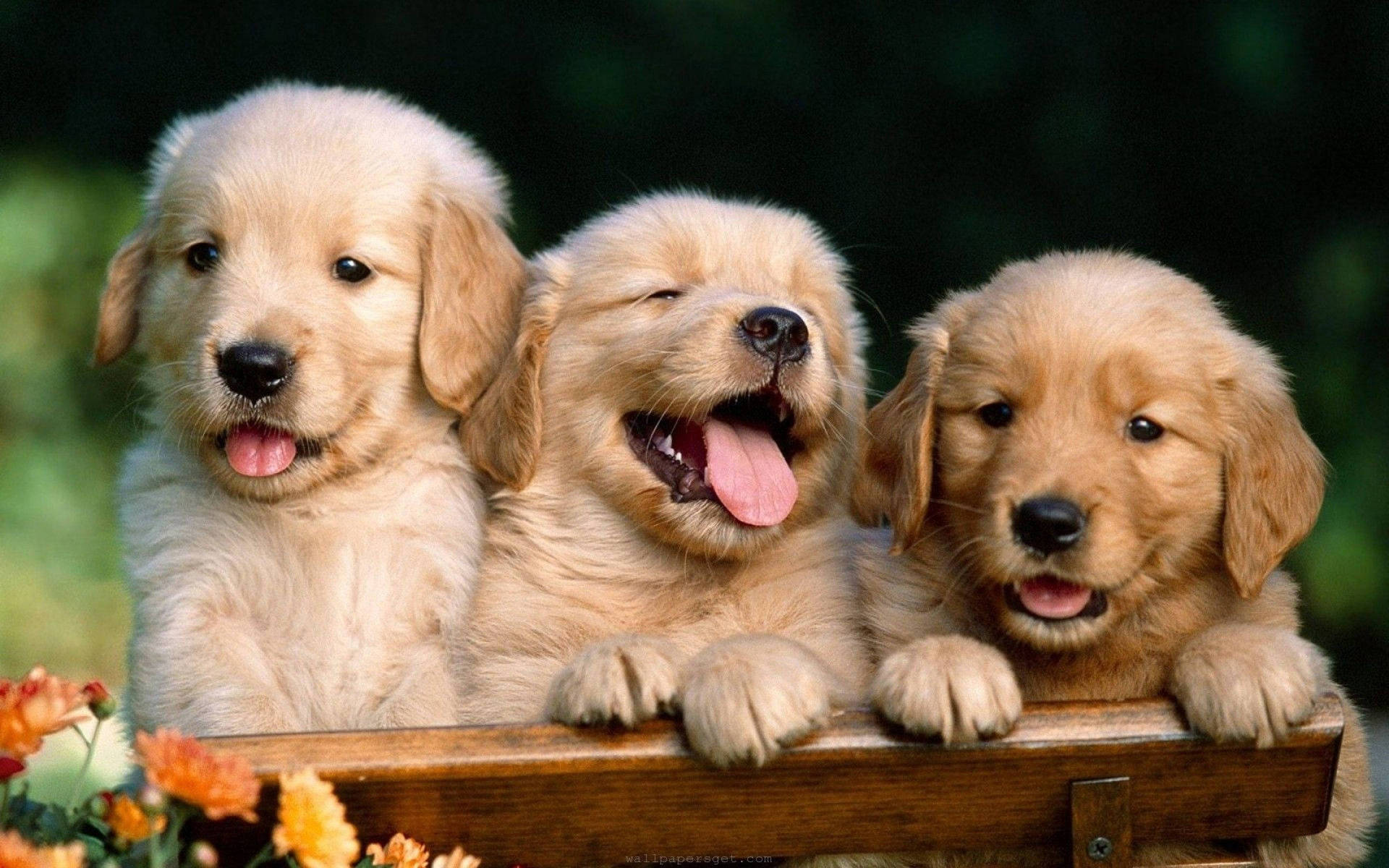 Three Little Puppy Animals On Wooden Chair Background