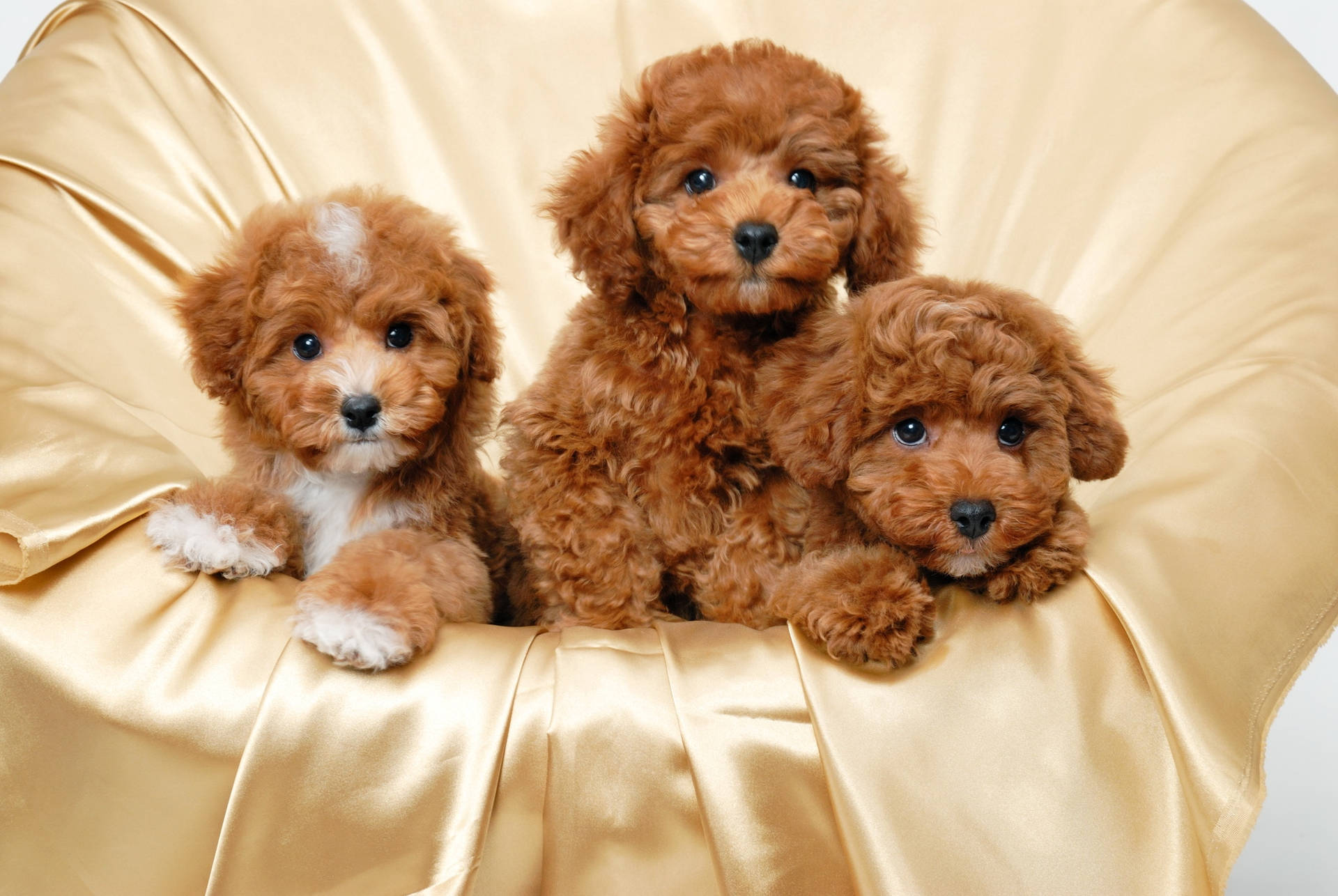 Three Lovely Poodle Puppies Background