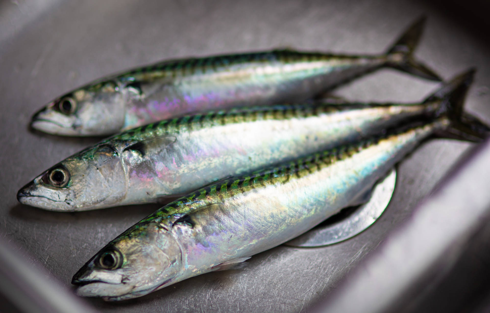 Three Mackerel Fishes In Sink