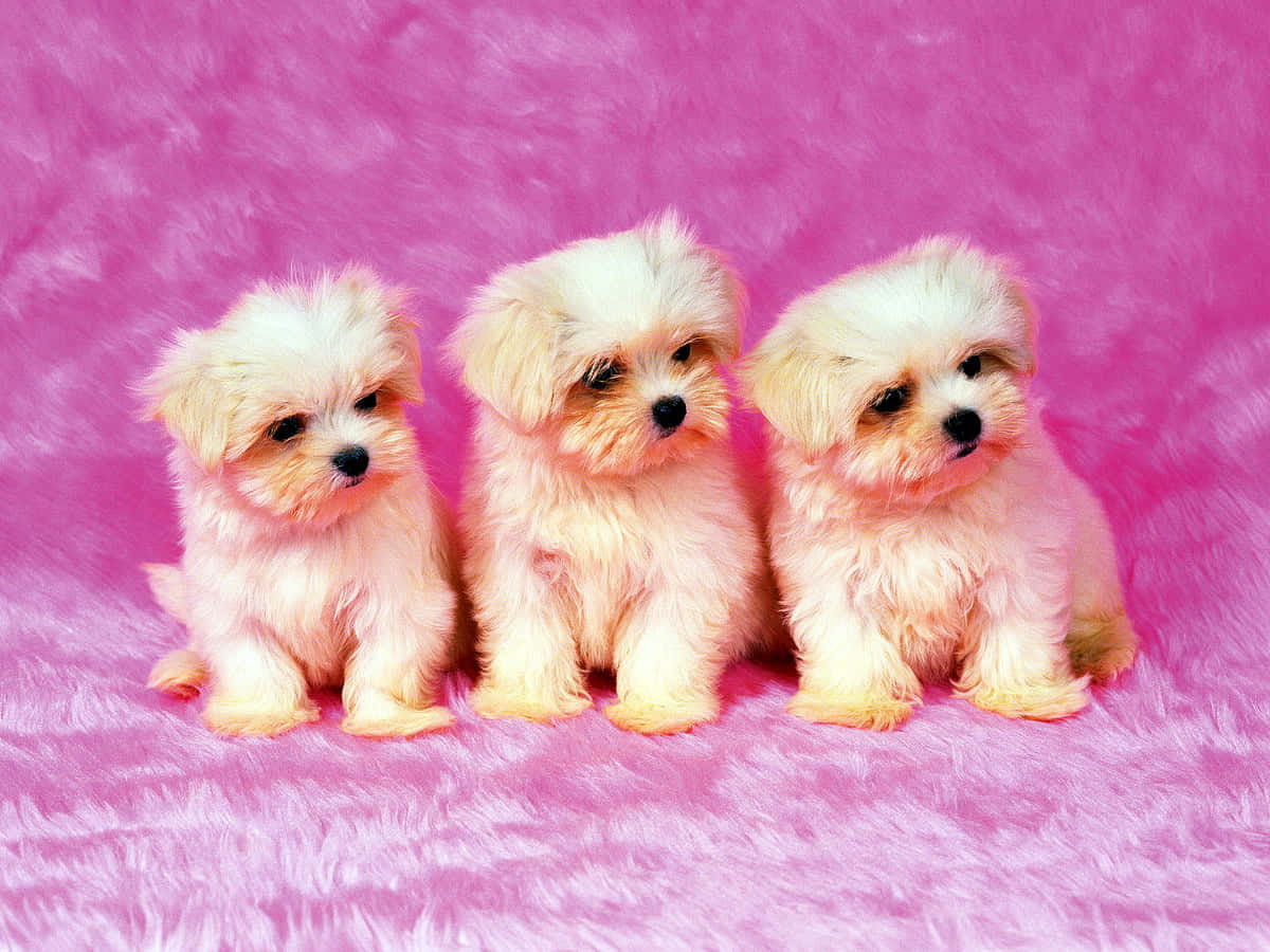 Three Maltese Small Dogs Portrait Background