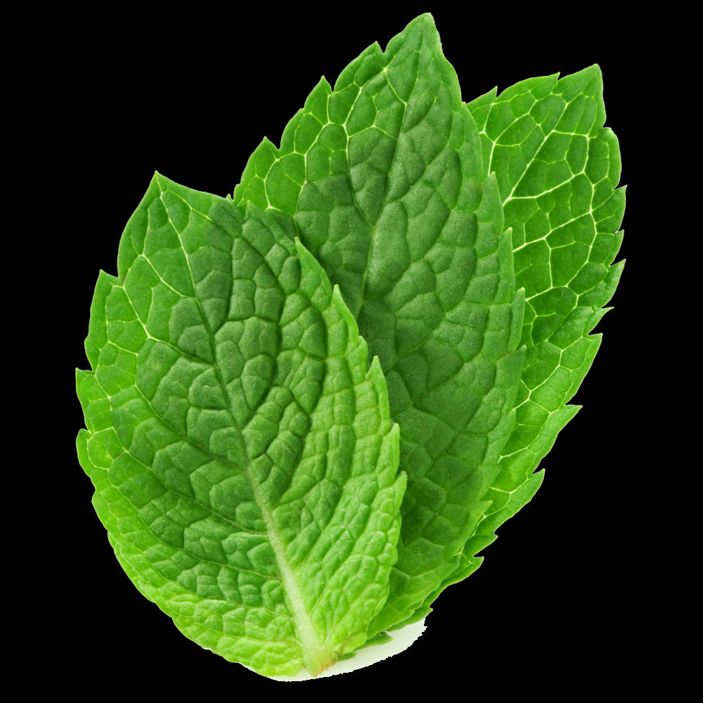 Three Mint Leaves Background