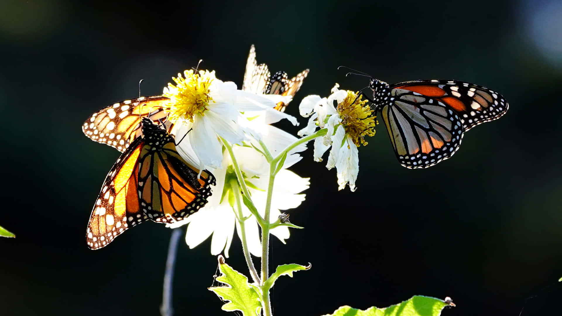 Three Monarch Butterflies On White Flowers Background