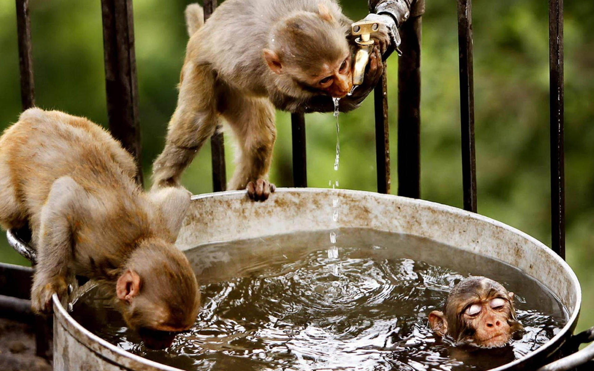 Three Monkeys Drinking Water