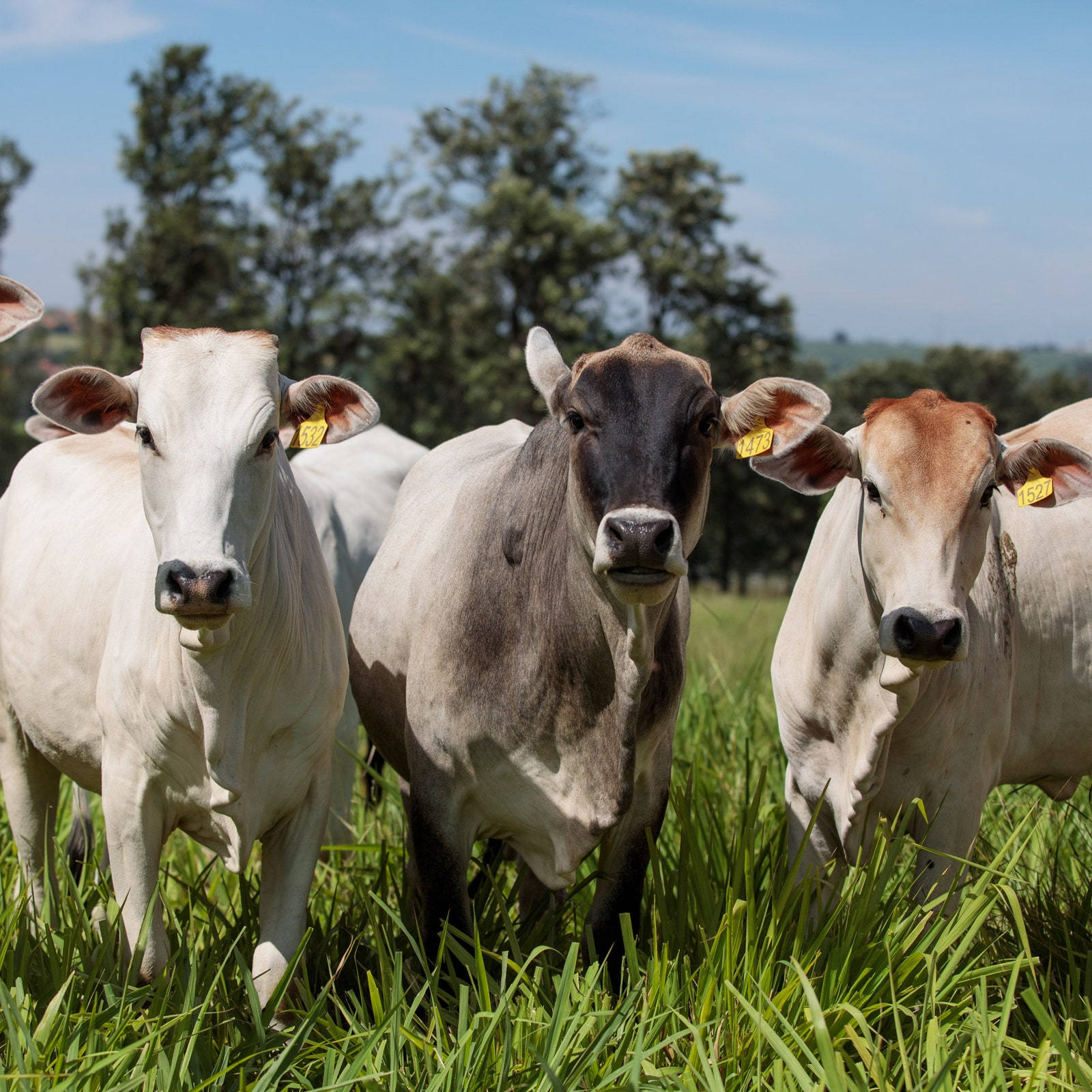 Three Nelore Cattle Breeds From India