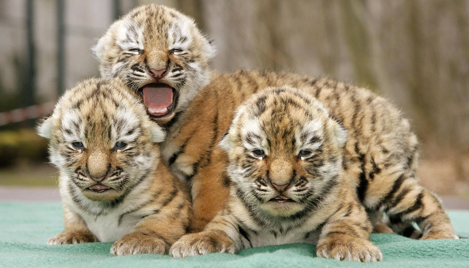Three New Born Baby Tigers