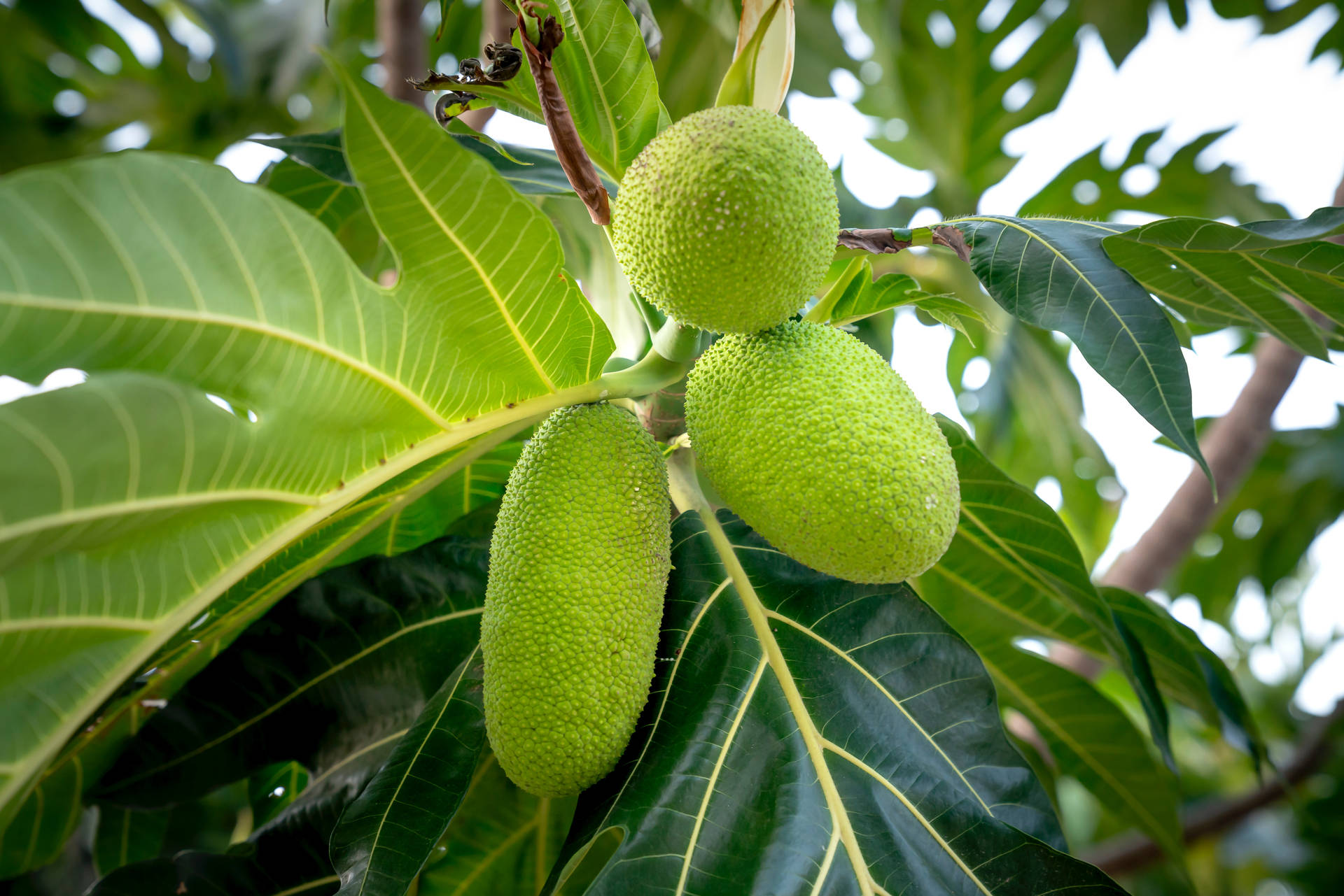 Three Newly Grown Breadfruit Background