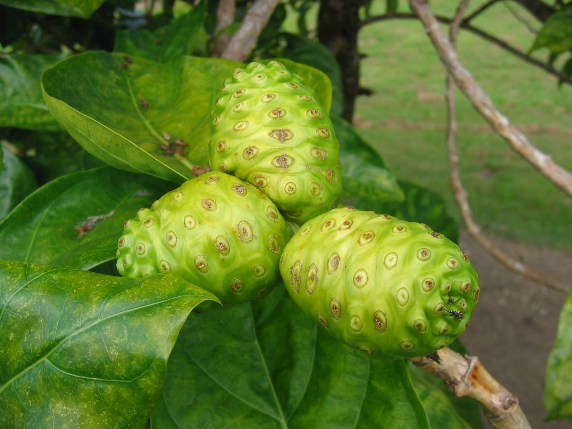 Three Noni Fruits On A Branch Background