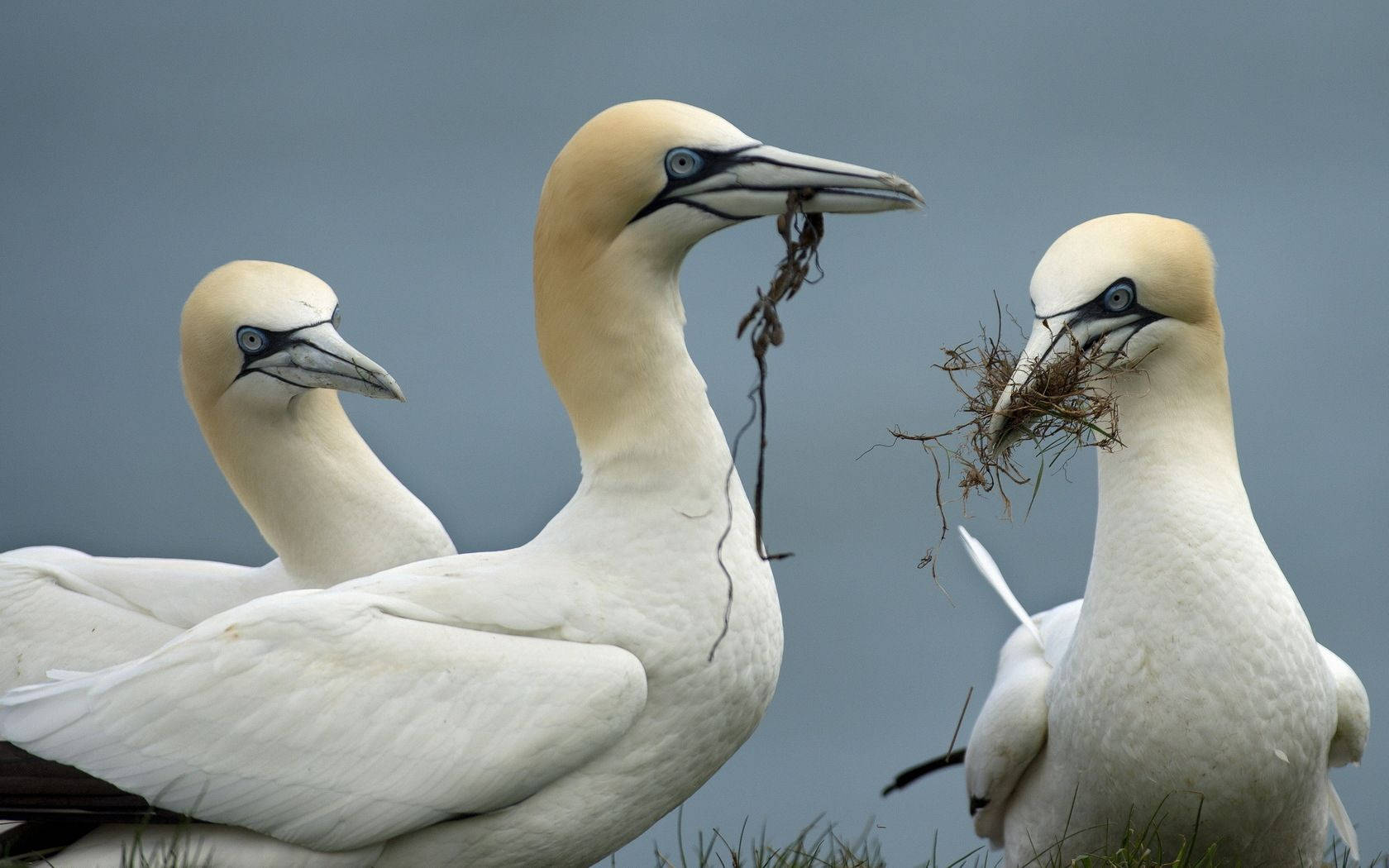 Three Northern Gannet Birds In Nature Background