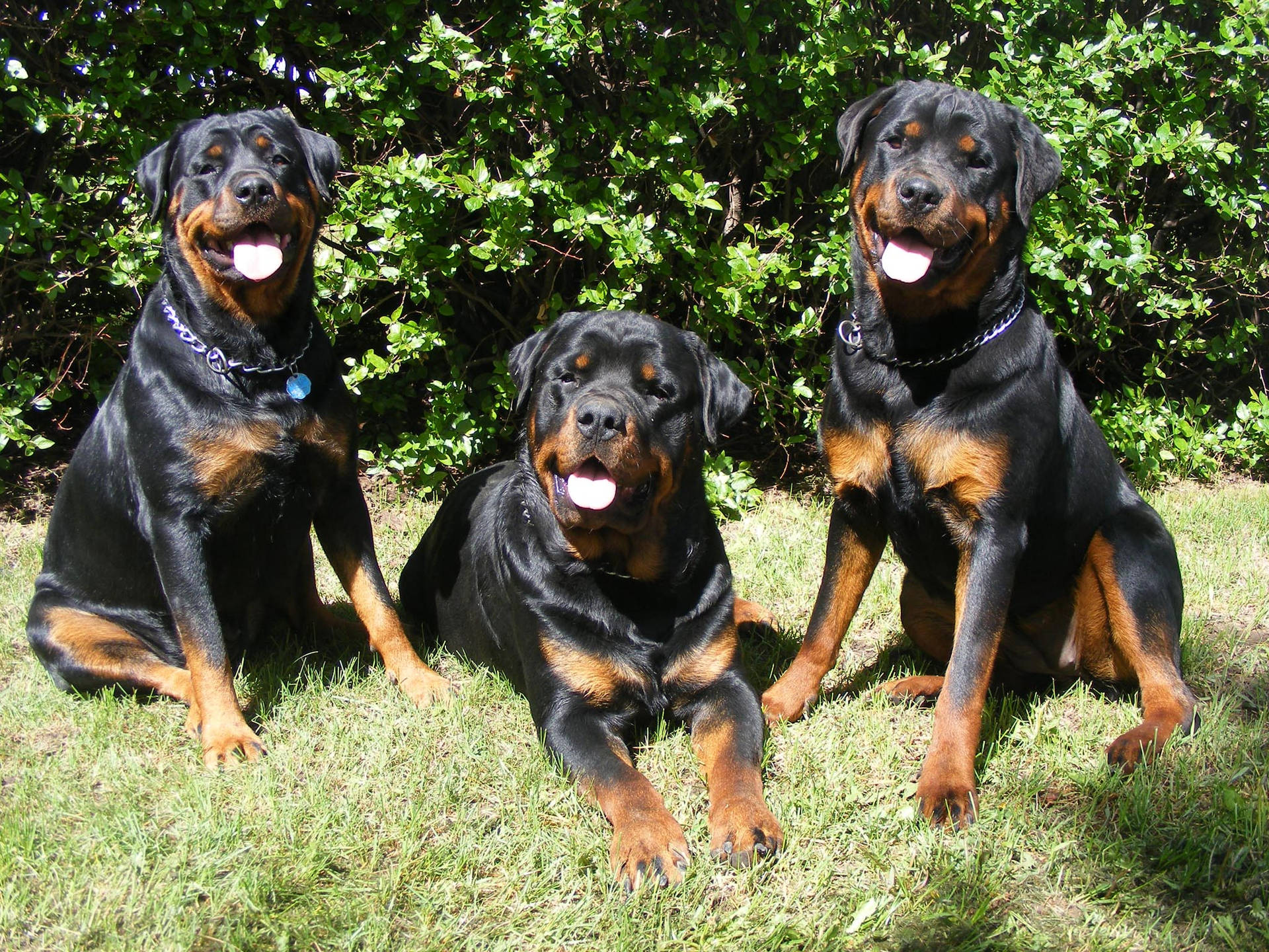 Three Obedient Rottweilers Background