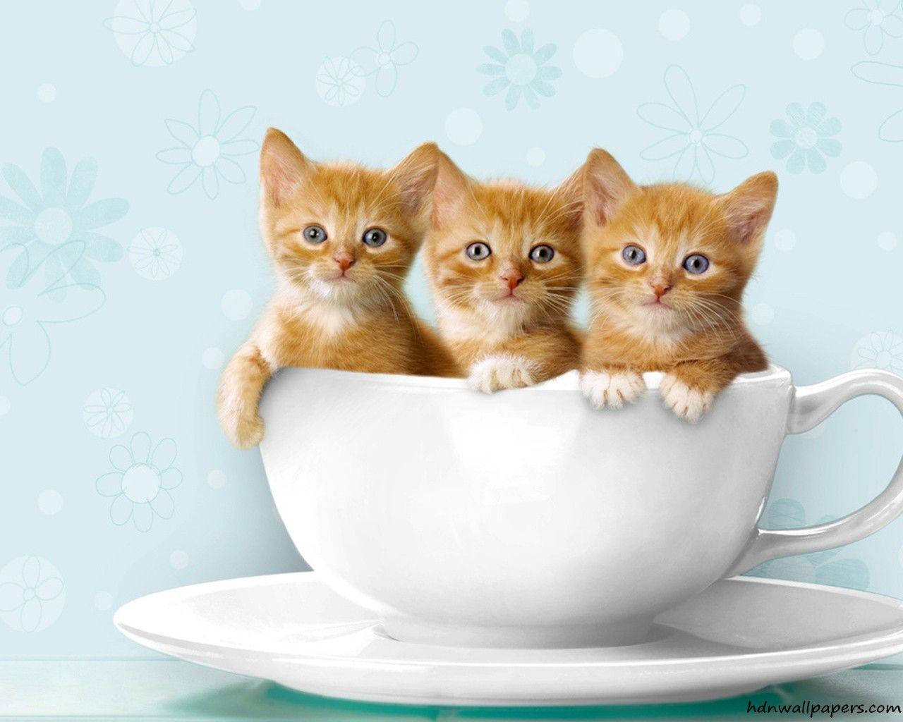 Three Orange Kittensin Cup Background