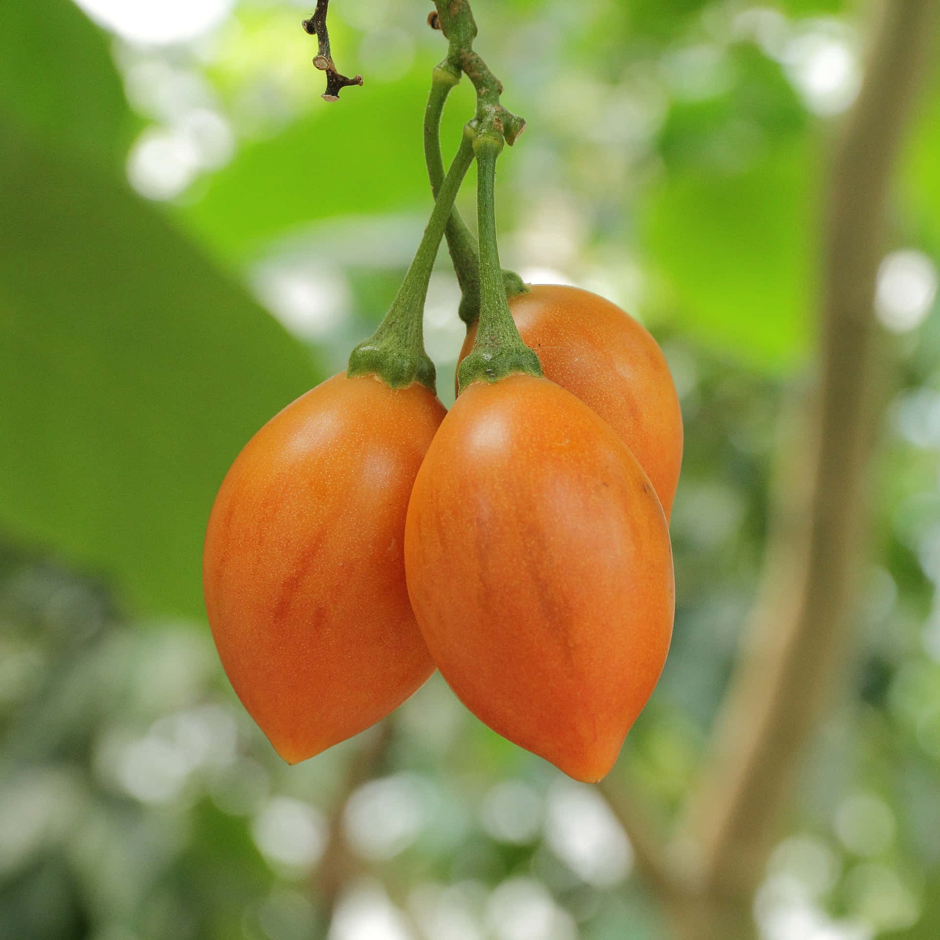 Three Orange Tamarillo Fruit Photography