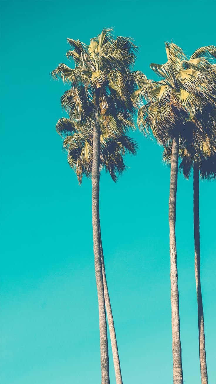Three Palm Trees Against A Blue Sky Background