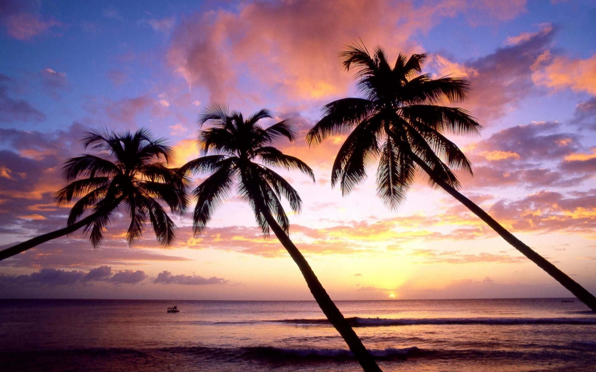 Three Palm Trees Are Silhouetted Against A Sunset