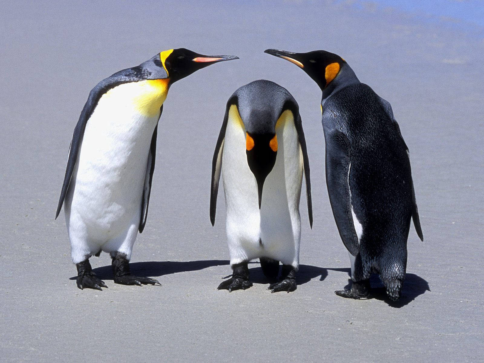 Three Penguins Communicating