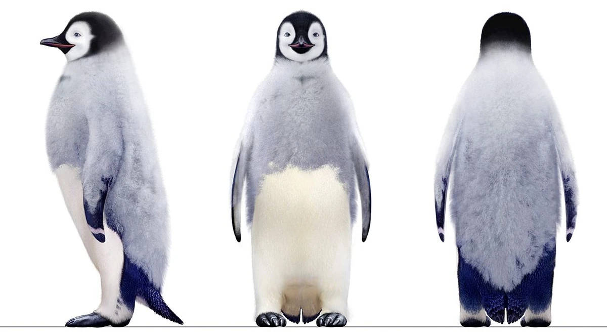 Three Penguins Standing Side By Side Background