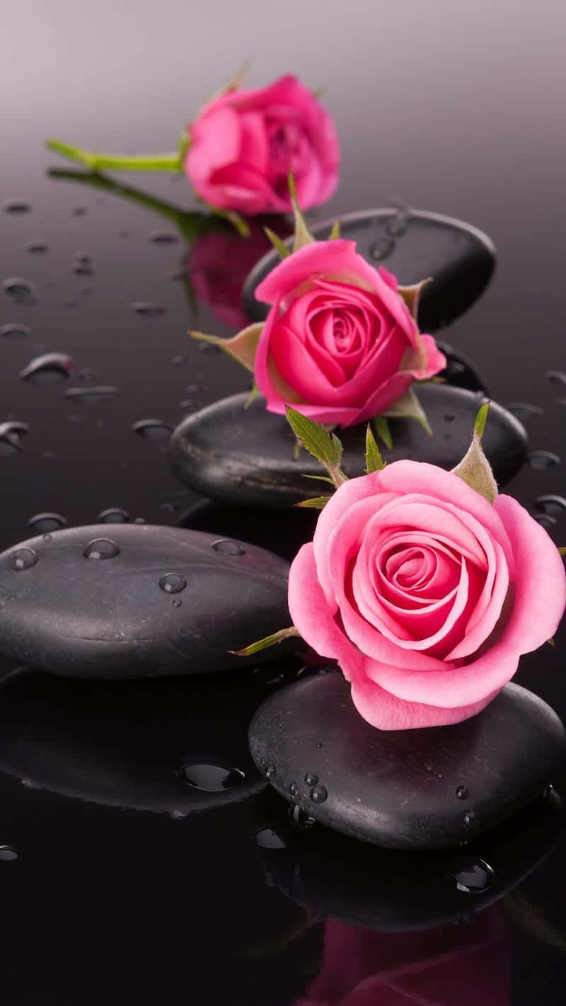 Three Pink Rose Mobile Background