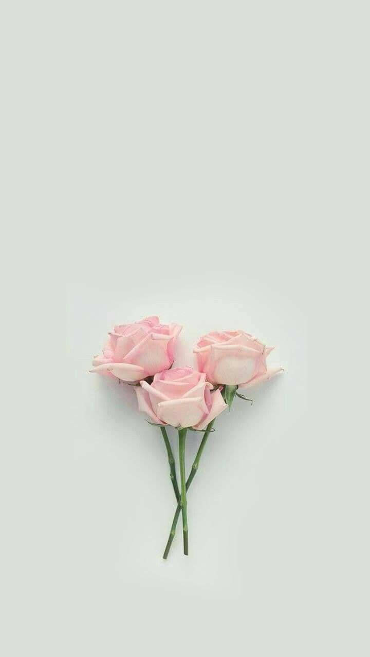 Three Pink Roses Flowers Aesthetic Background