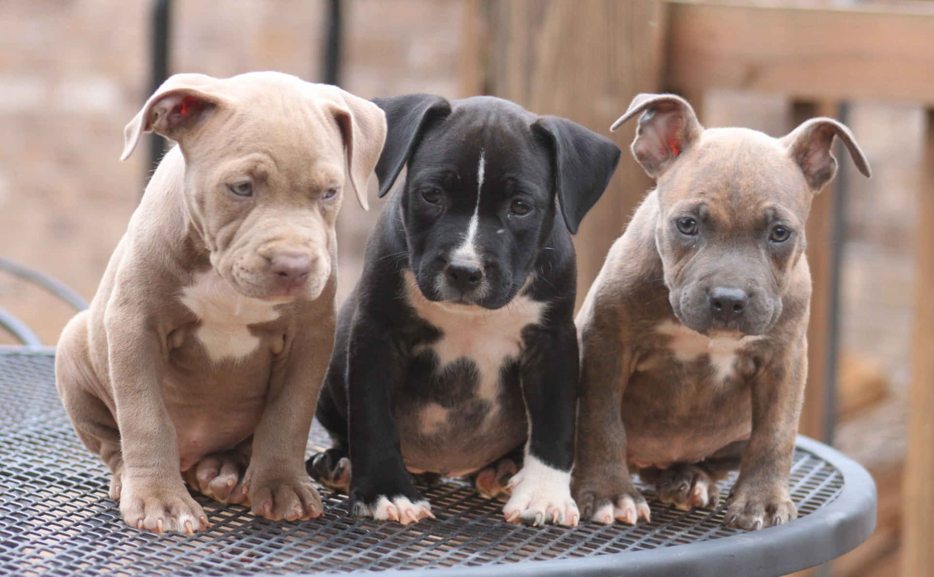 Three Pit Bull Puppies Sitting On A Table Background