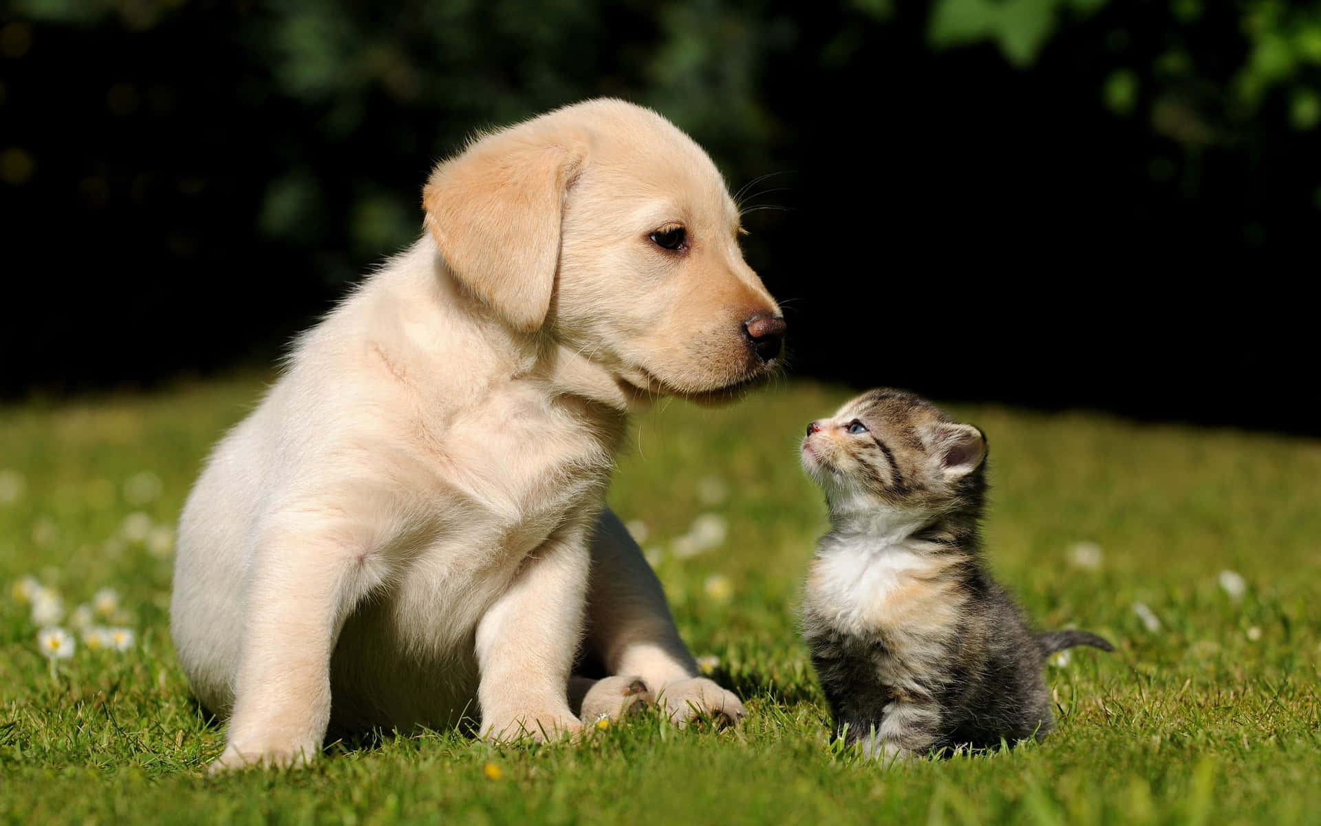 Three Playful Puppies Ready For A Fun Day! Background