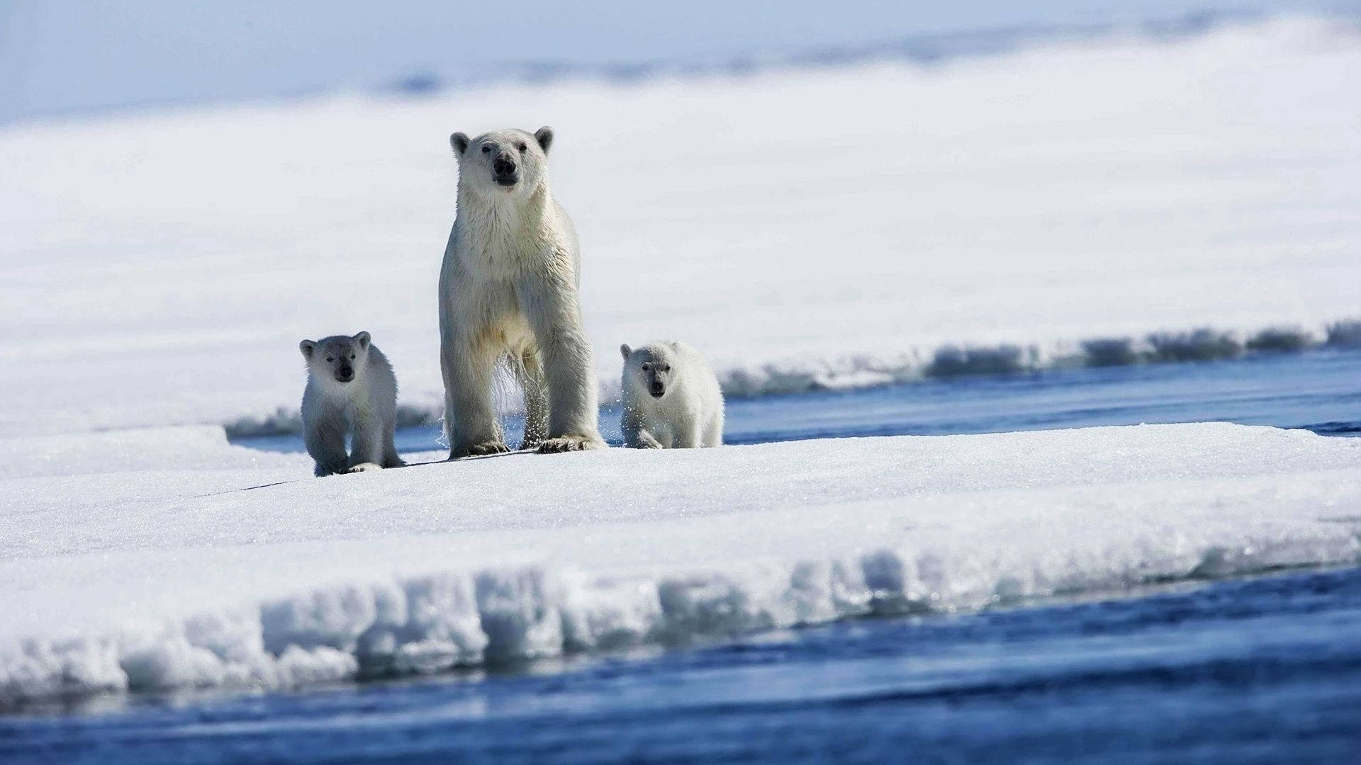 Three Polar Bears Stuck Background