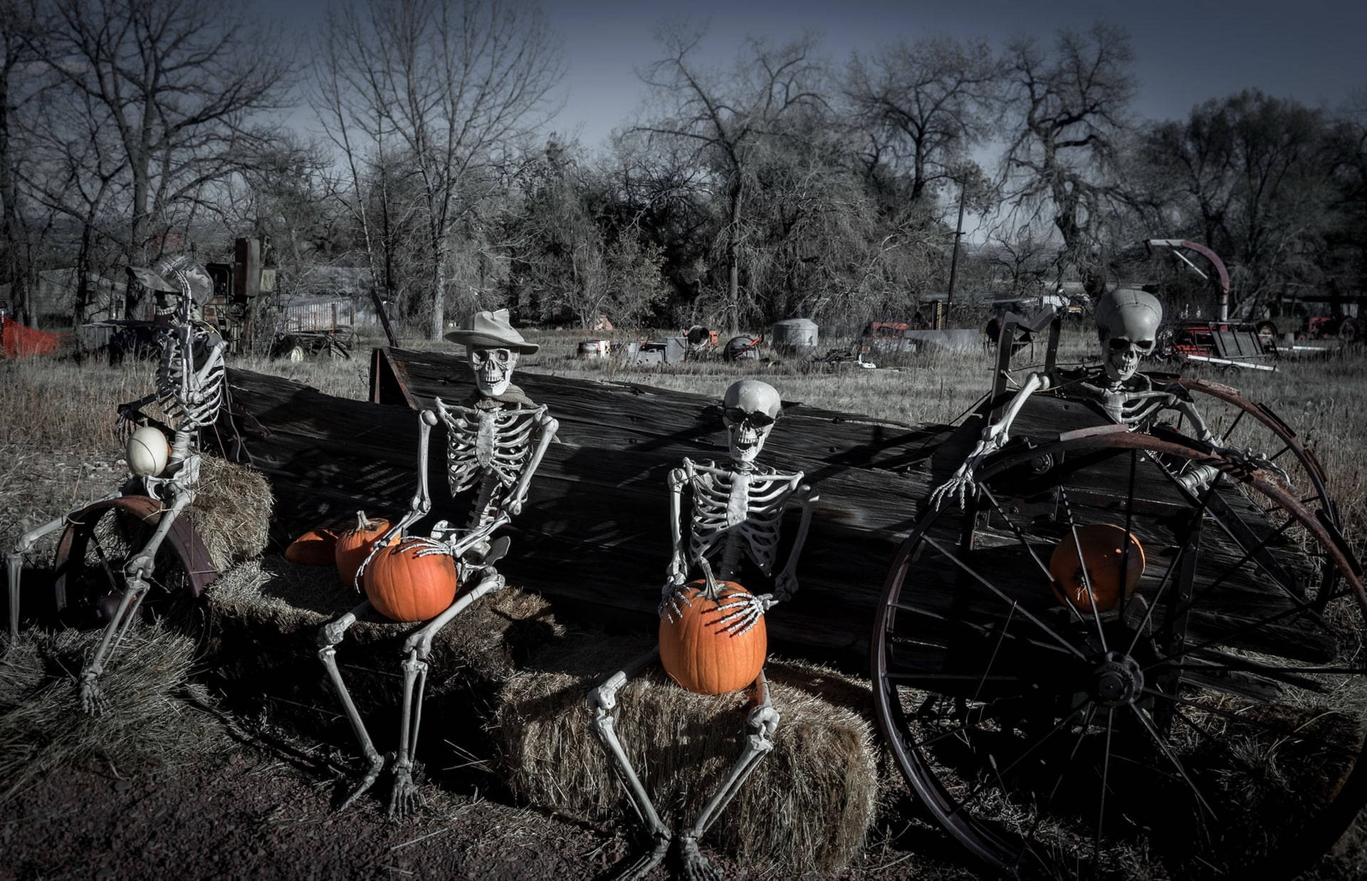 Three Pumpkin Skeleton Desktop Background