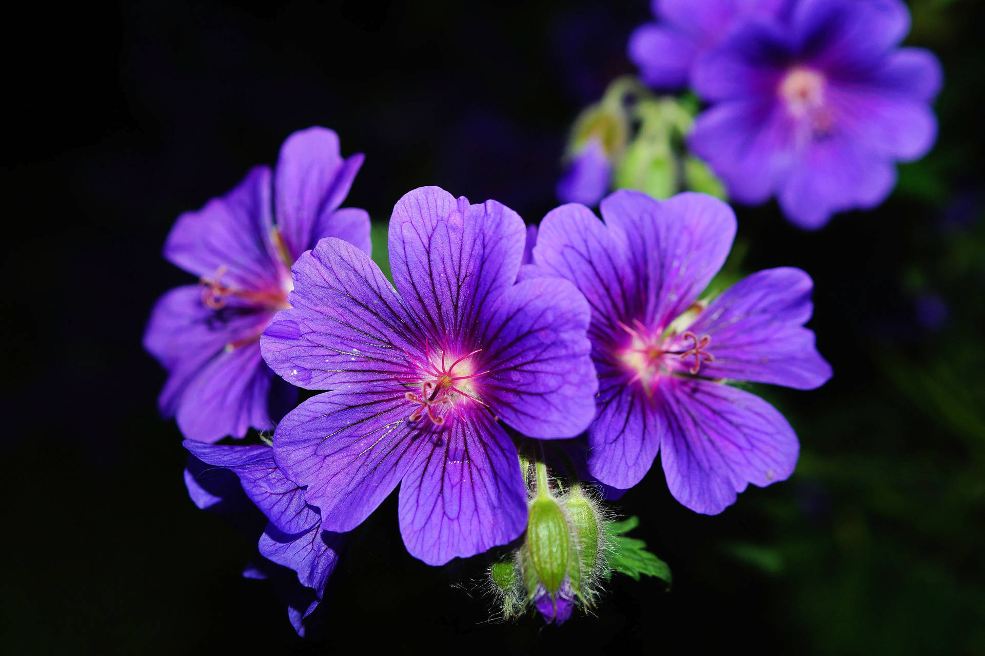 Three Purple Flower Background