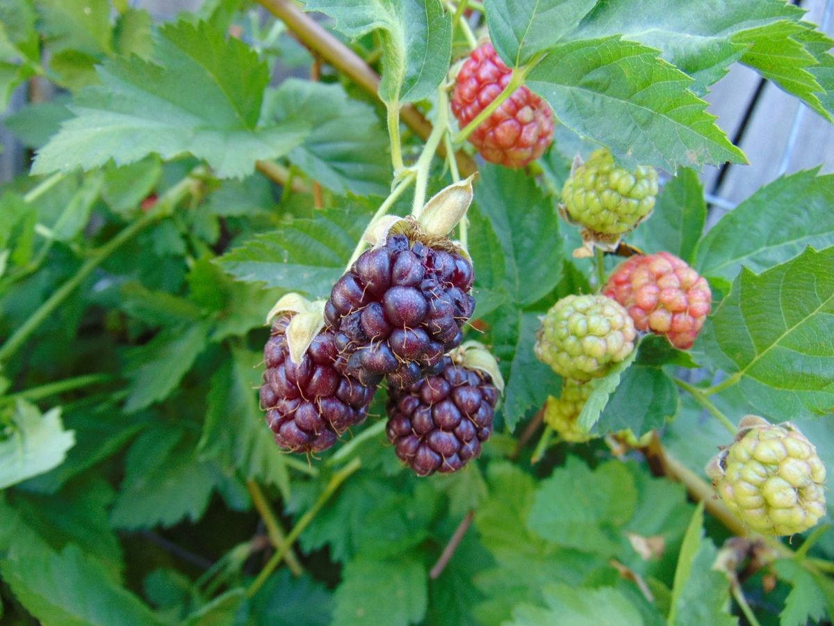 Three Purple Loganberries