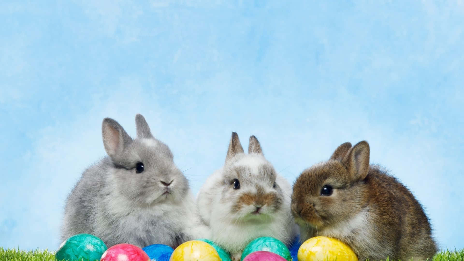 Three Rabbits Are Sitting In The Grass With Easter Eggs Background