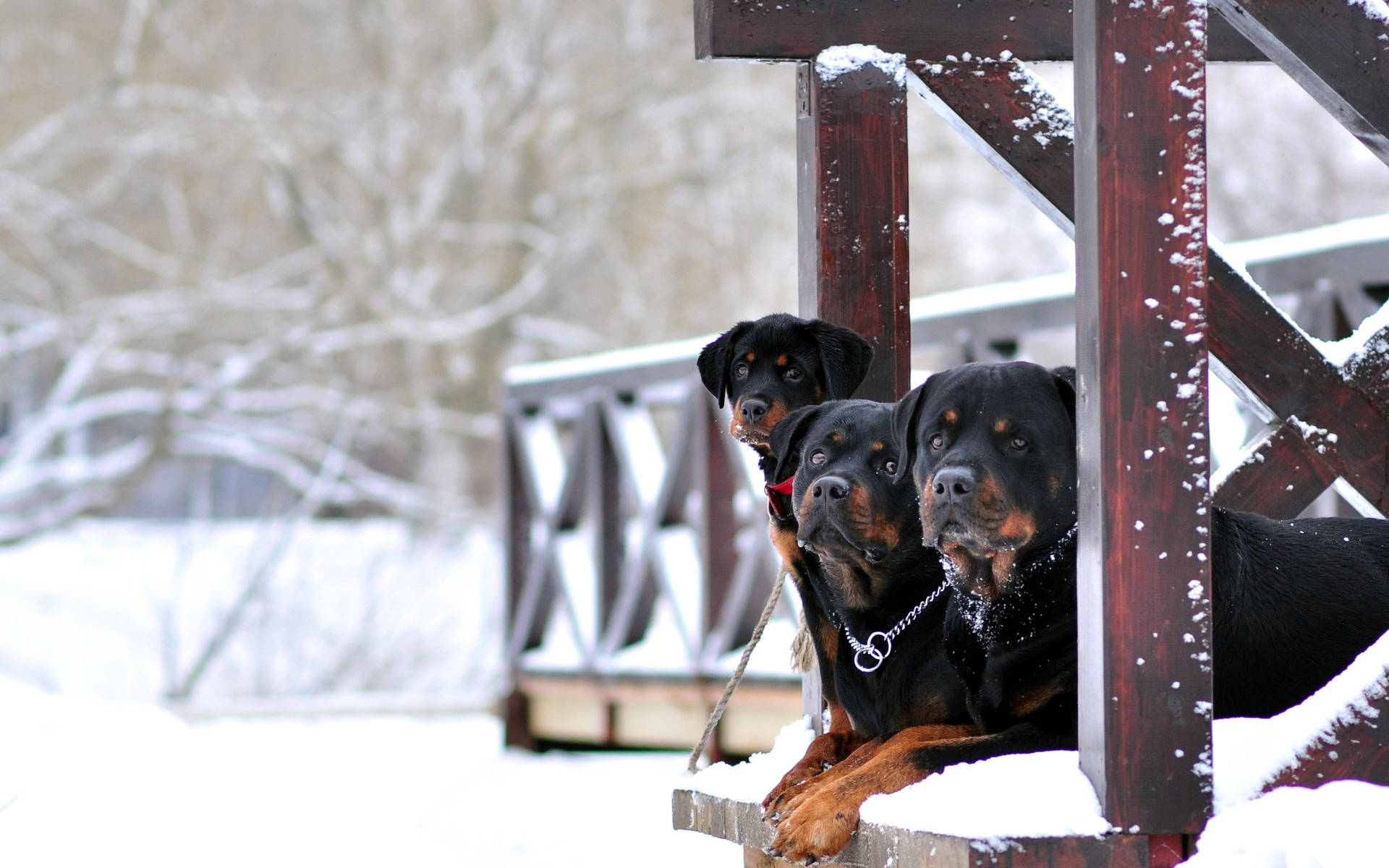 Three Rottweilers In Winter Background