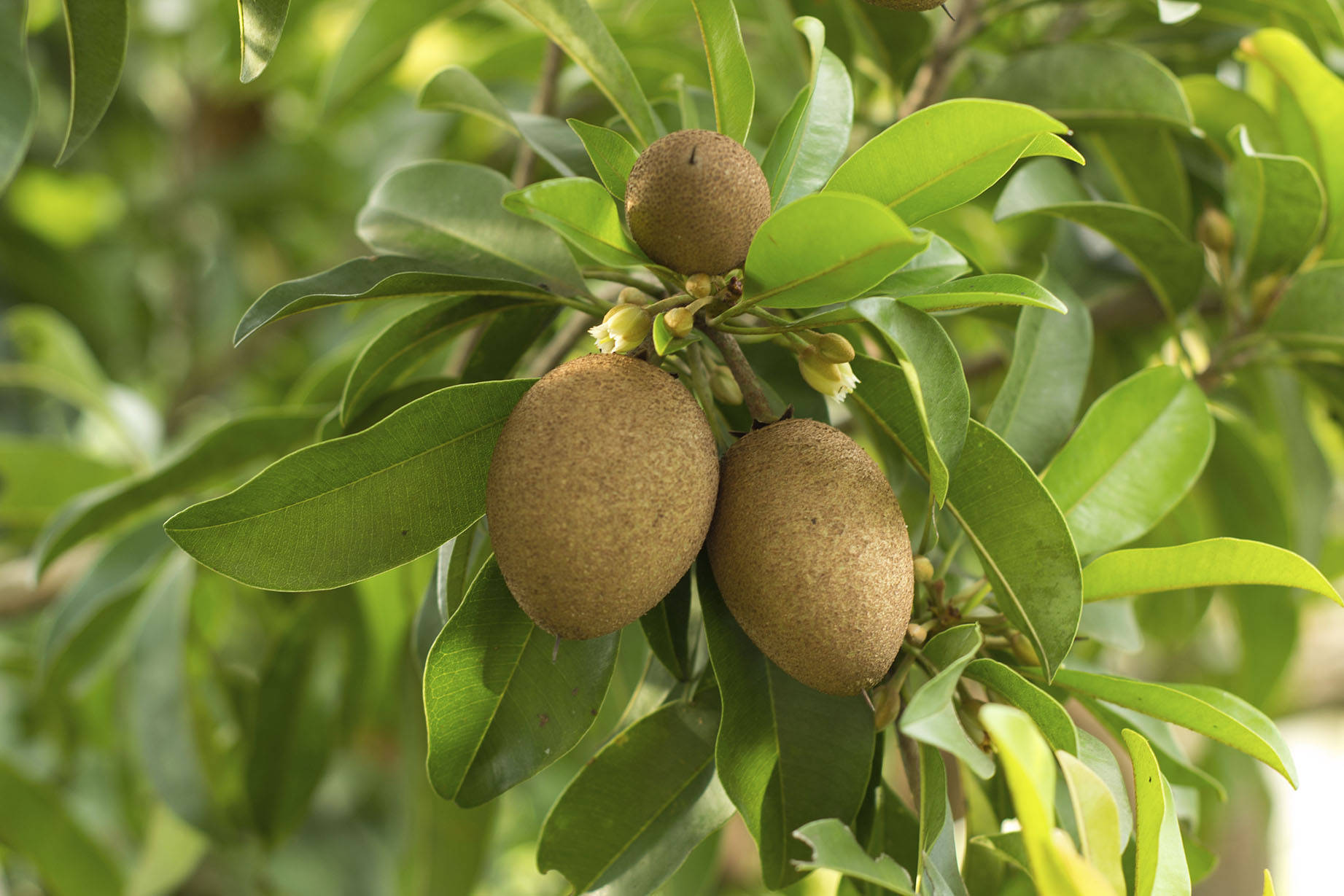 Three Sapodilla Fruits Background