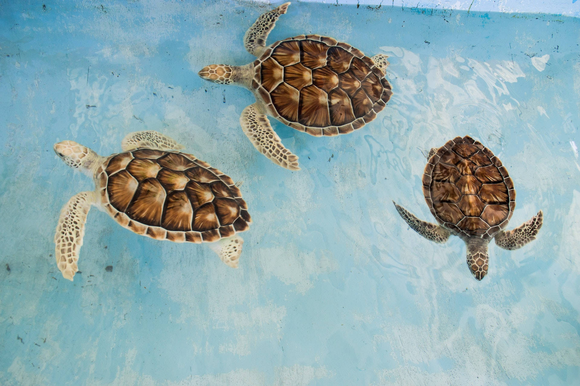 Three Sea Turtles Background