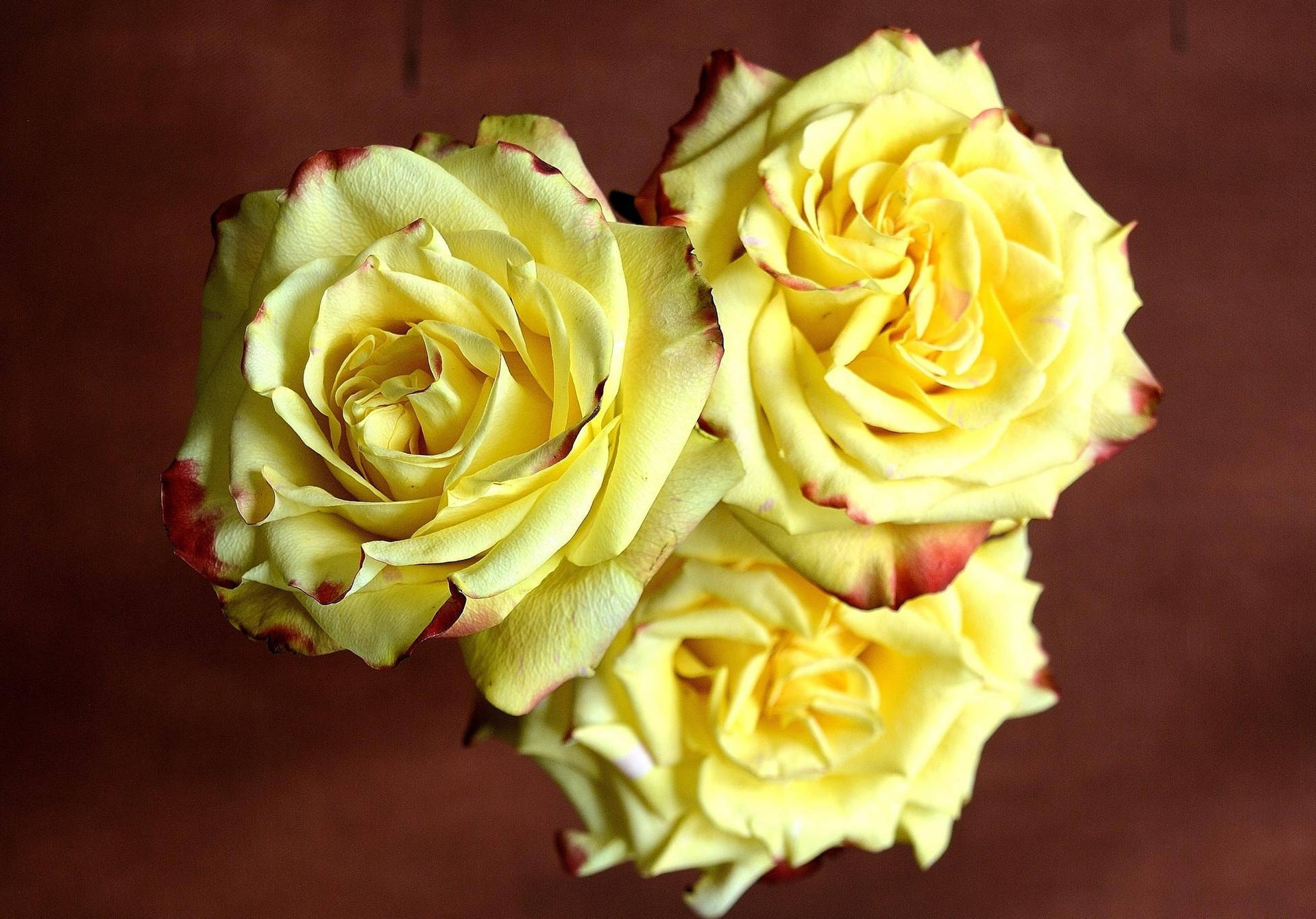 Three Sharp Colored Yellow Roses