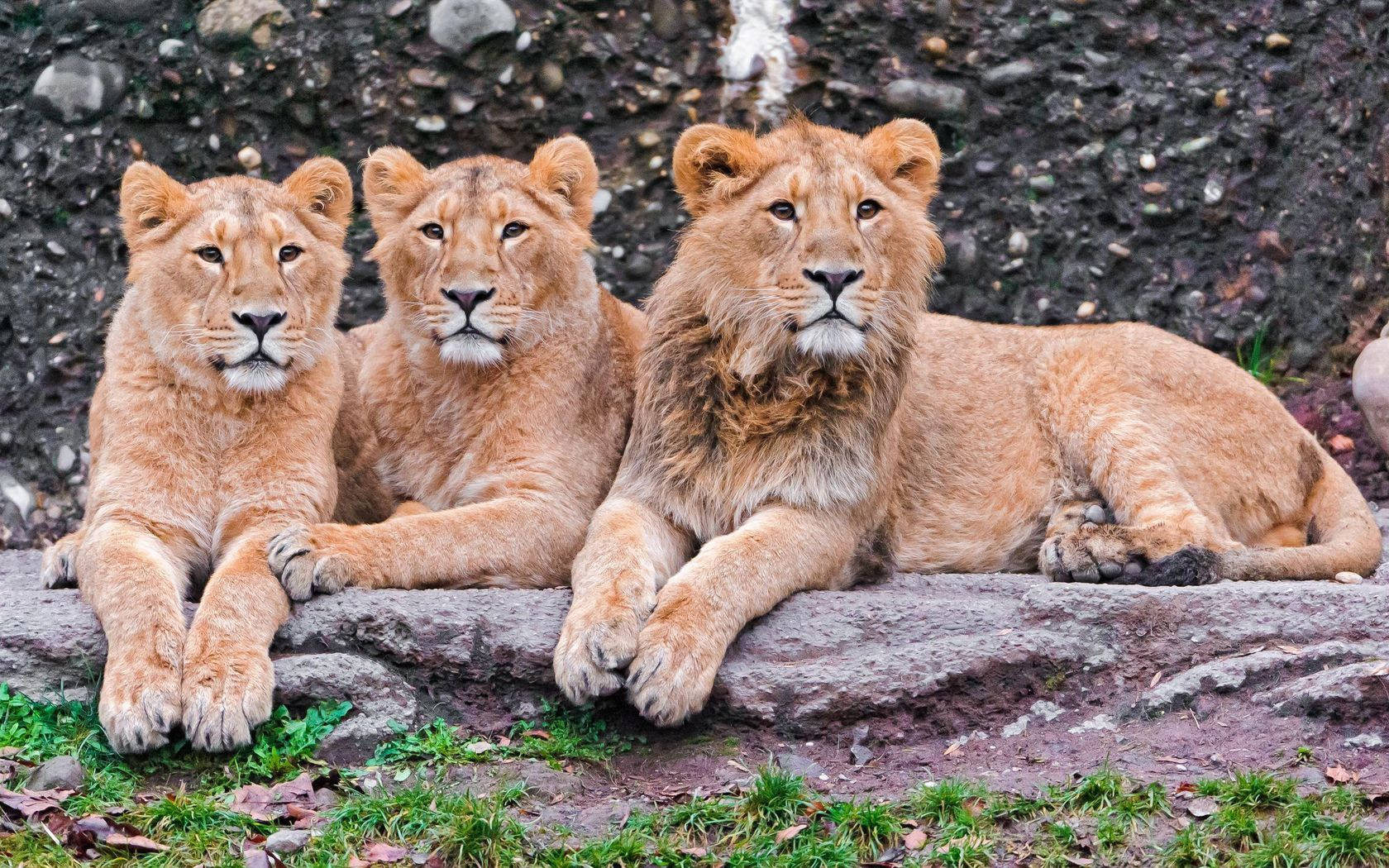 Three Sitting Lions Background
