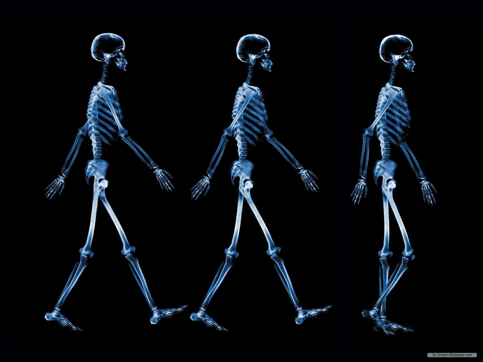 Three Skeletons Walking In Different Directions Background