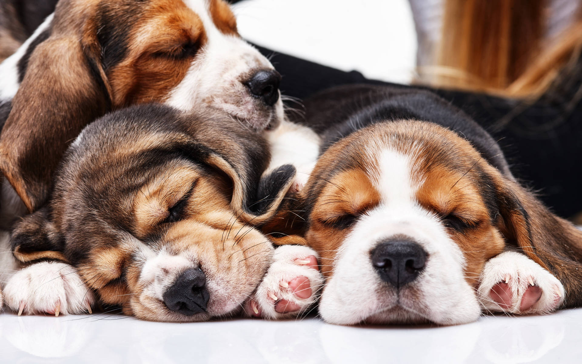 Three Sleeping Beagle Dogs