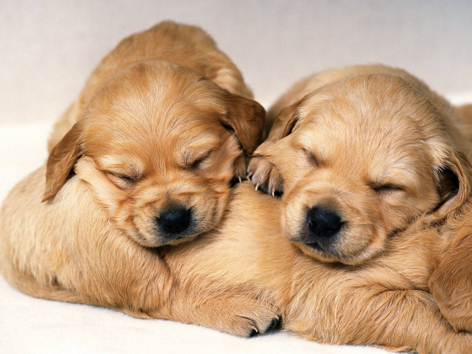 Three Sleeping Golden Retriever Dogs