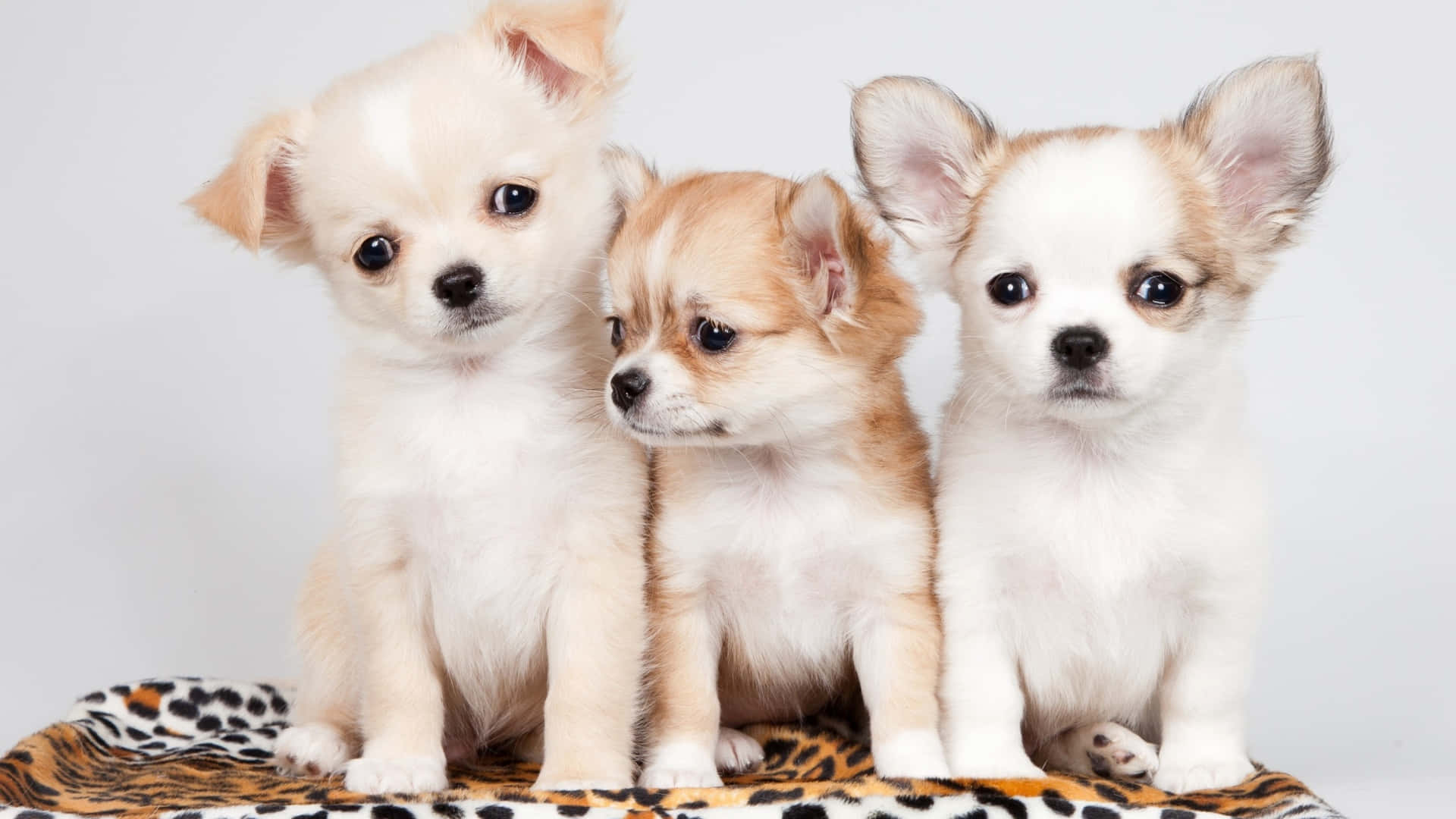 Three Small Chihuahua Puppies On A Leopard Print Blanket Background