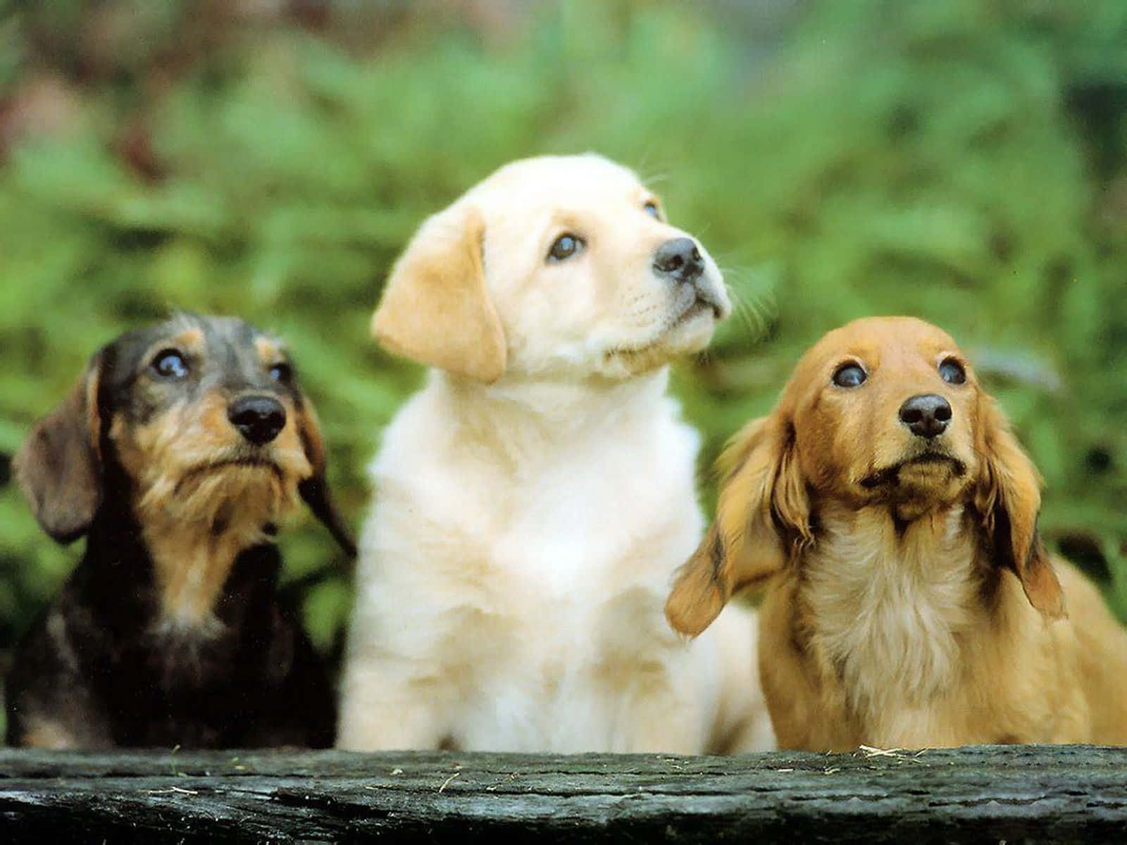 Three Small Dogs Dachshund And Labrador Retriever