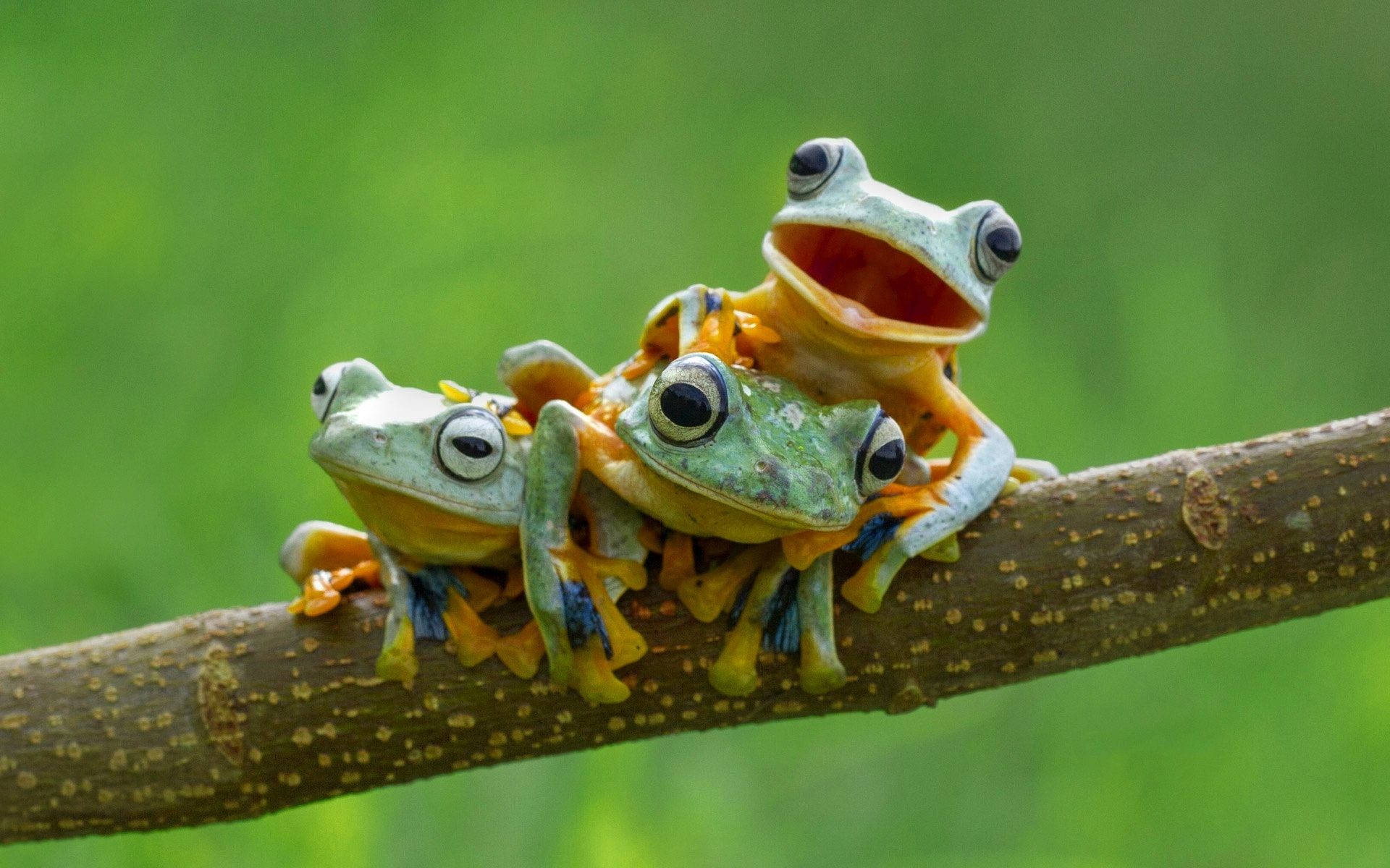 Three Small Kawaii Frogs