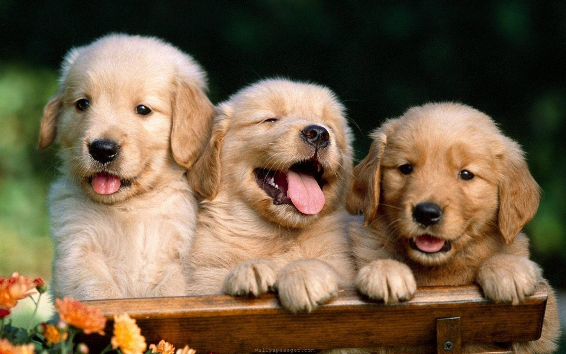 Three Smiling Golden Retriever Puppies Background