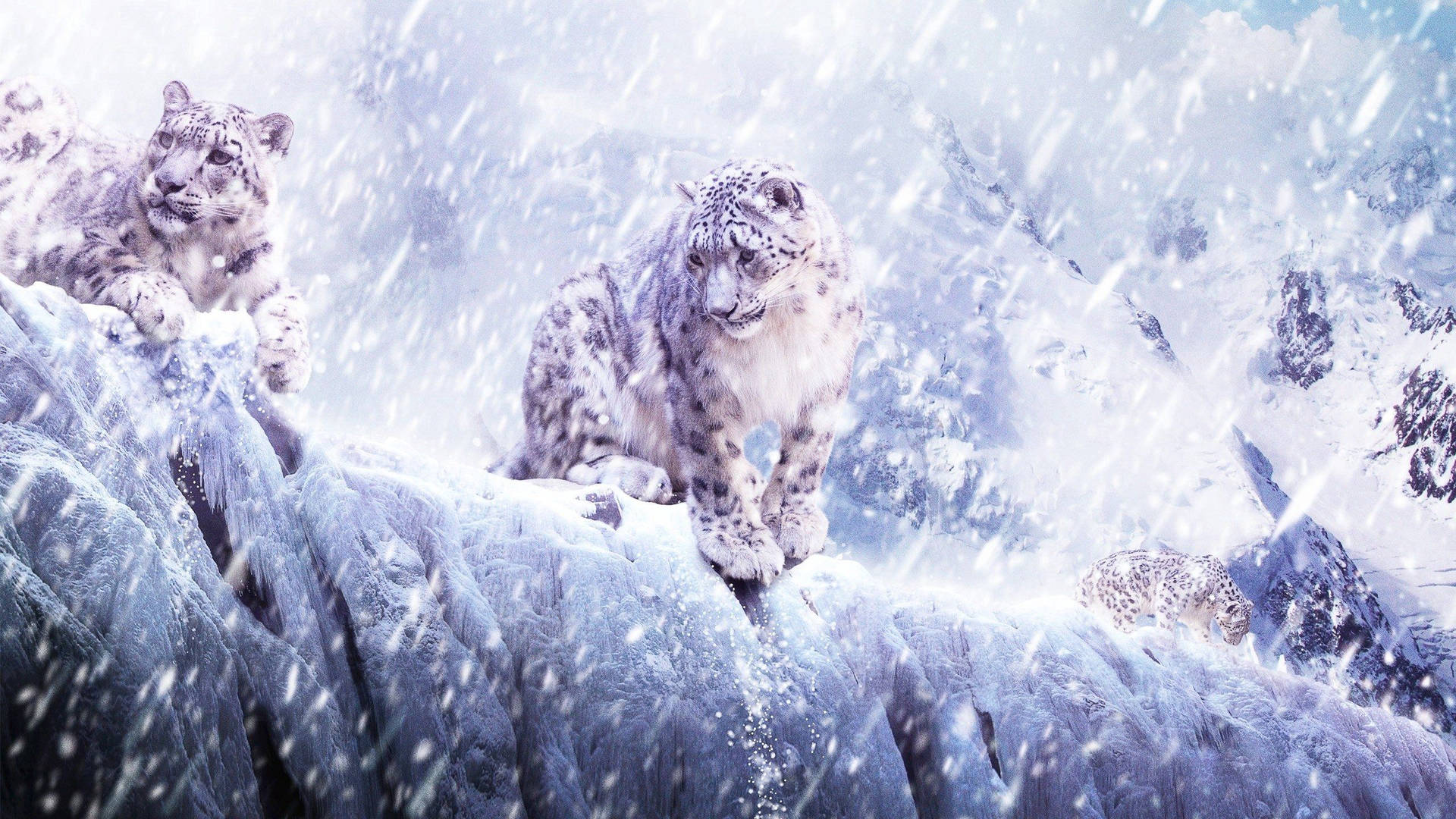 Three Snow Leopards Hd Background