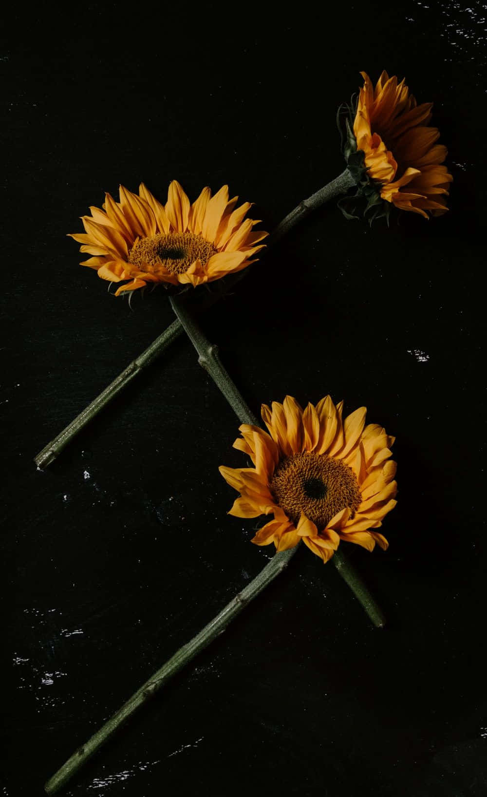 Three Sunflower Yellow Tumblr Aesthetic Background