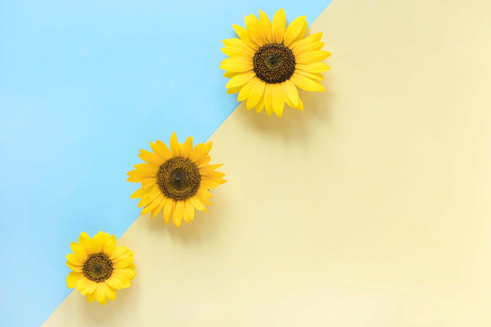 Three Sunflowers On A Blue And Yellow Background Background