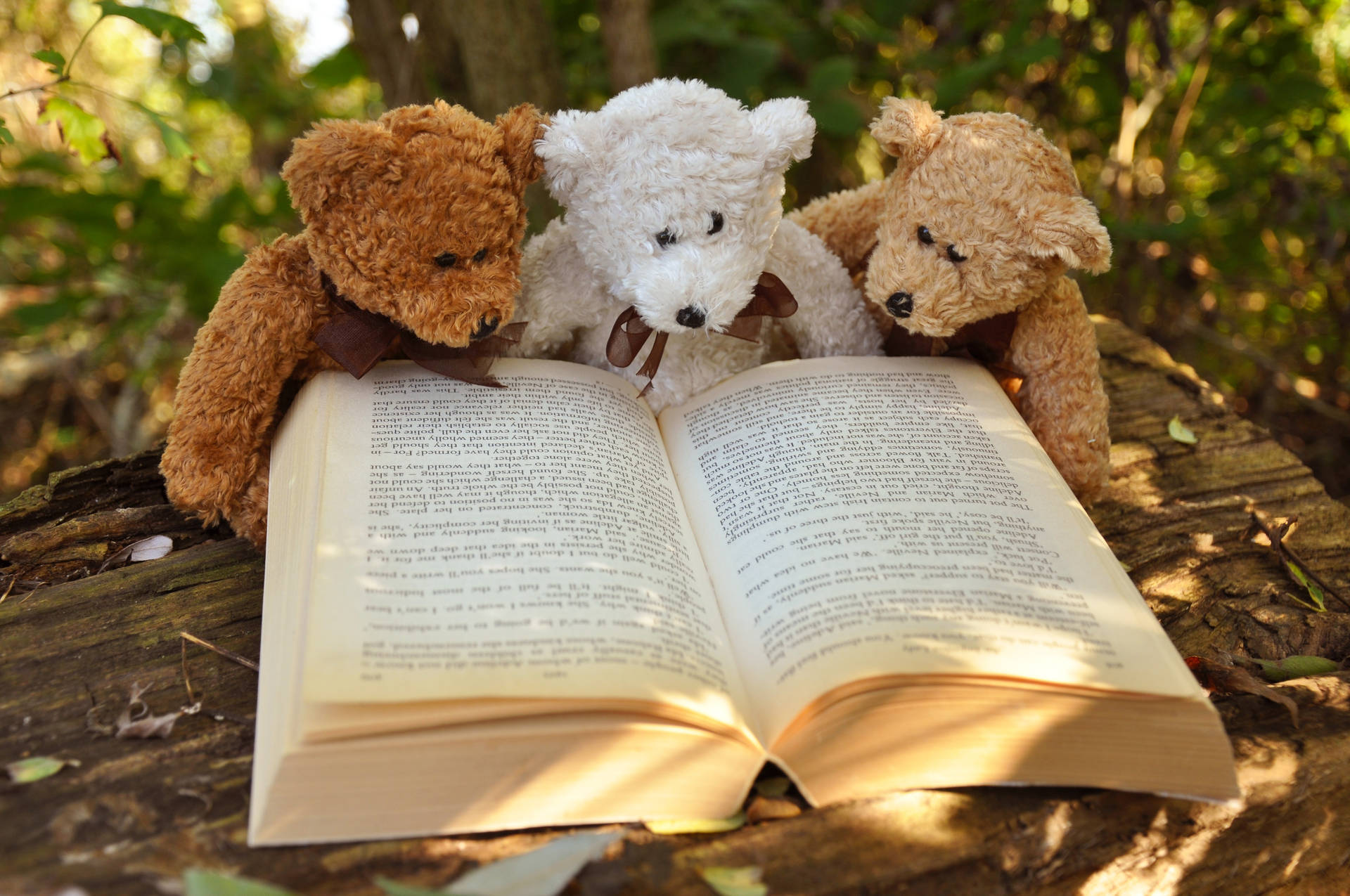 Three Teddy Bears Reading Book Background