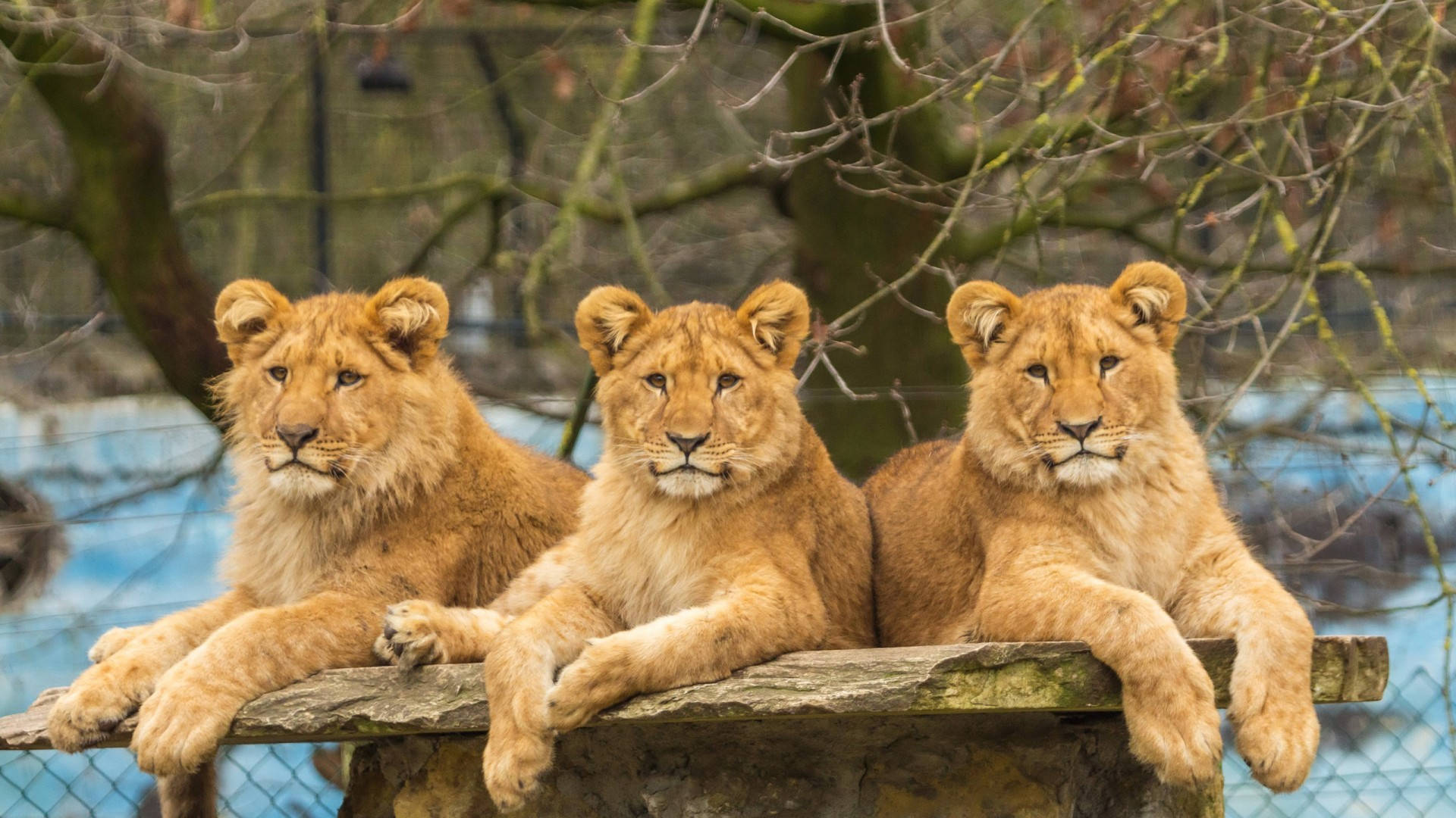 Three Teen Lions Background